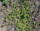 Veronica hederifolia. Цветущее и плодоносящее растение на склоне песчаного холма. Украина, Черкасская обл., Каневский р-н, региональный ландшафтный парк \"Трахтемиров\". 25 апреля 2010 г.