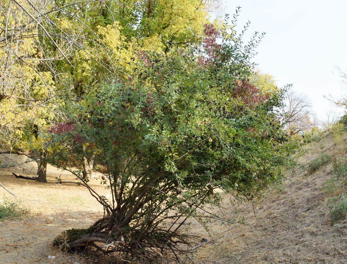 Image of Ligustrum vulgare specimen.