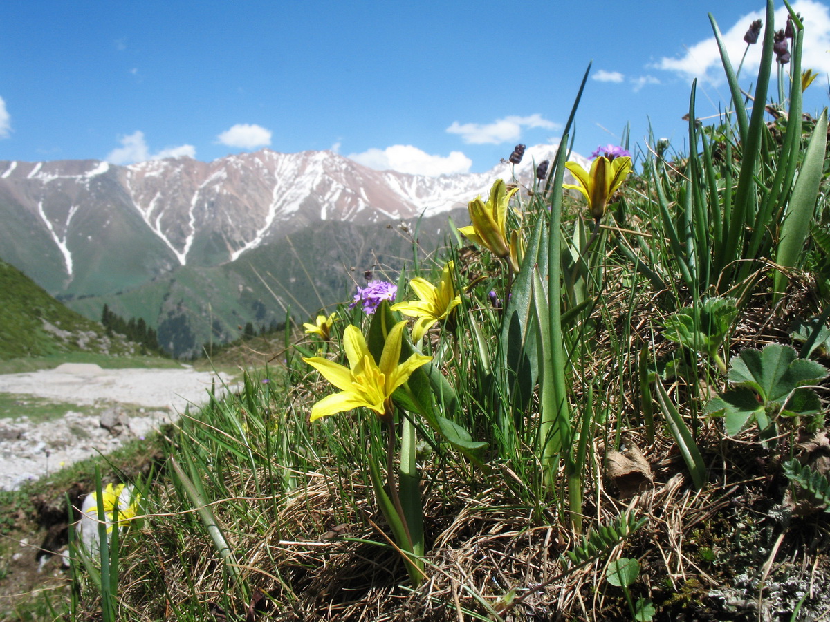 Изображение особи Tulipa heterophylla.