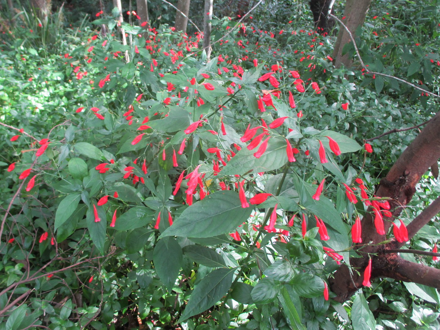 Изображение особи Ruellia elegans.