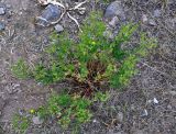 genus Potentilla. Отцветающее растение. Таджикистан, Фанские горы, долина р. Чапдара, ≈ 2600 м н.у.м., сухой склон. 01.08.2017.