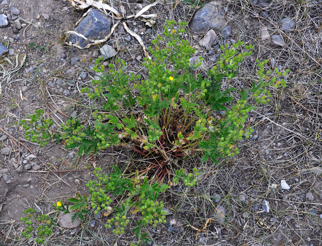 Image of genus Potentilla specimen.