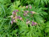 Geranium pratense. Соплодия с незрелыми плодами. Якутия, Алданский р-н, г. Томмот, правый берег р. Алдан ниже ж.-д. моста. 23.07.2016.