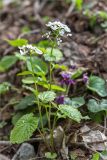 Pachyphragma macrophyllum. Цветущее растение. Грузия, Край Рача-Лечхуми и Нижняя Сванетия, Онский муниципалитет, окр. пос. Шови, дол. р. Чанчахи (приток р. Риони), выс. 1140 м н.у.м., опушка смешанного леса. 07.05.2017.