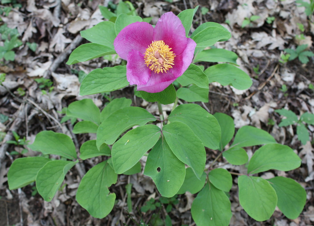 Изображение особи Paeonia daurica.