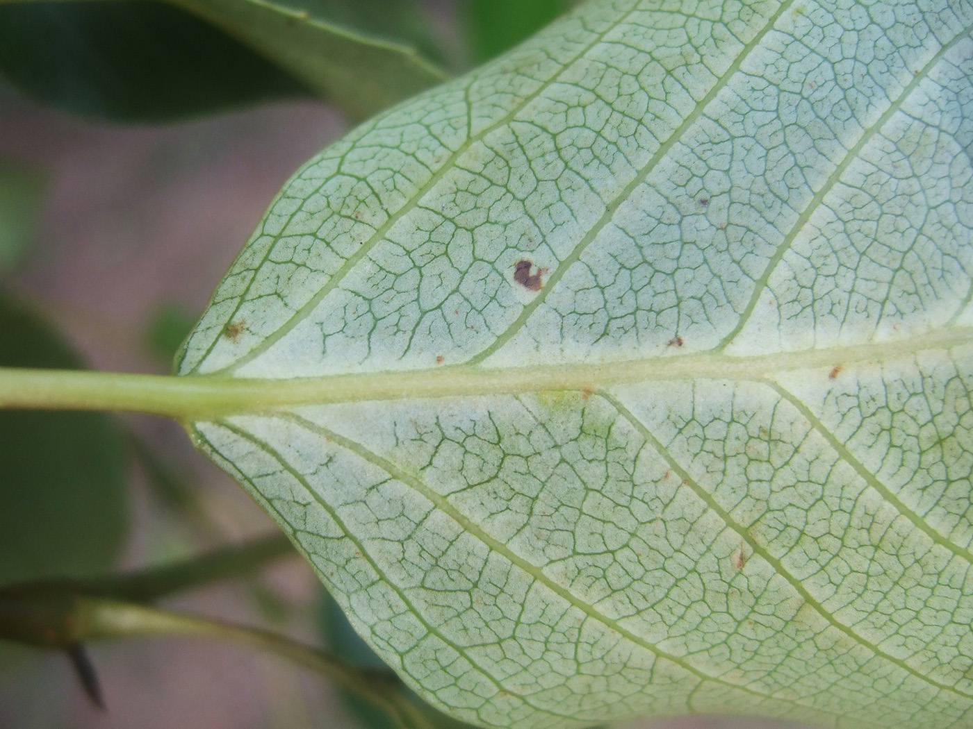 Image of Populus &times; rasumowskiana specimen.