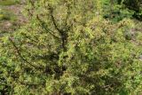 Juniperus communis