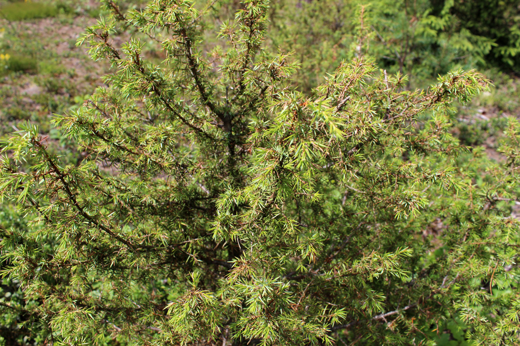 Image of Juniperus communis specimen.