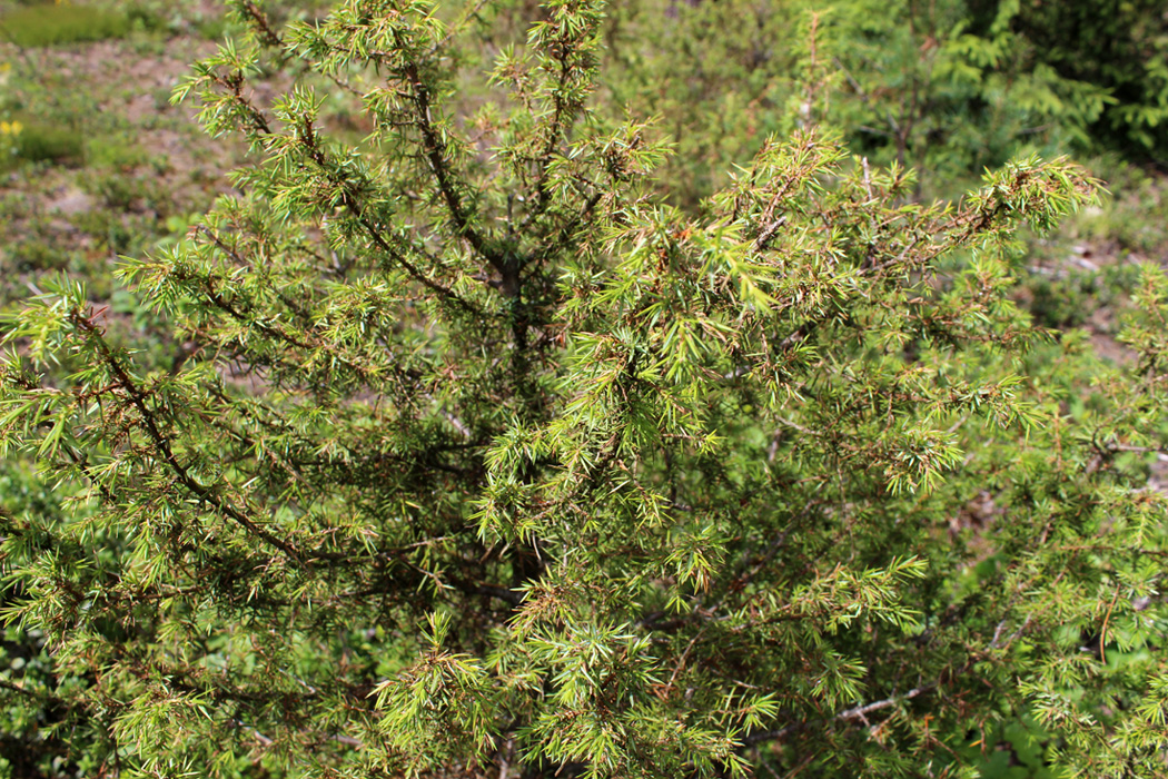 Изображение особи Juniperus communis.