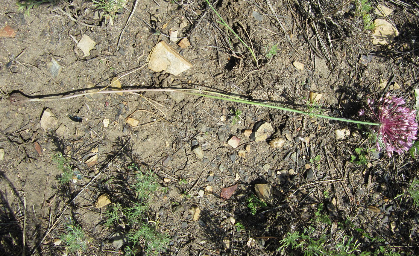 Image of Allium pallasii specimen.