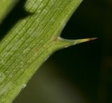 Dioon spinulosum