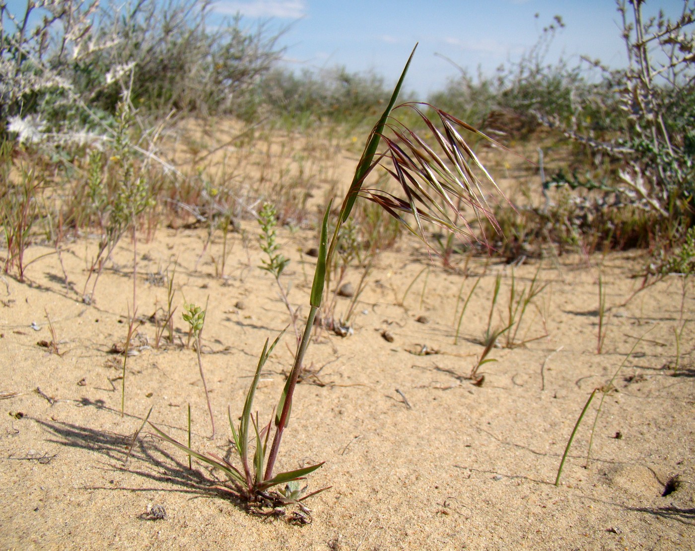 Изображение особи Anisantha tectorum.