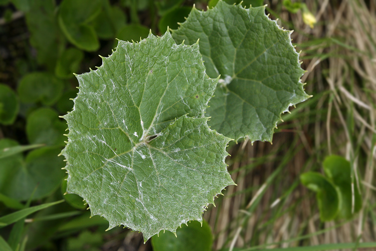 Image of Adenostyles alliariae specimen.