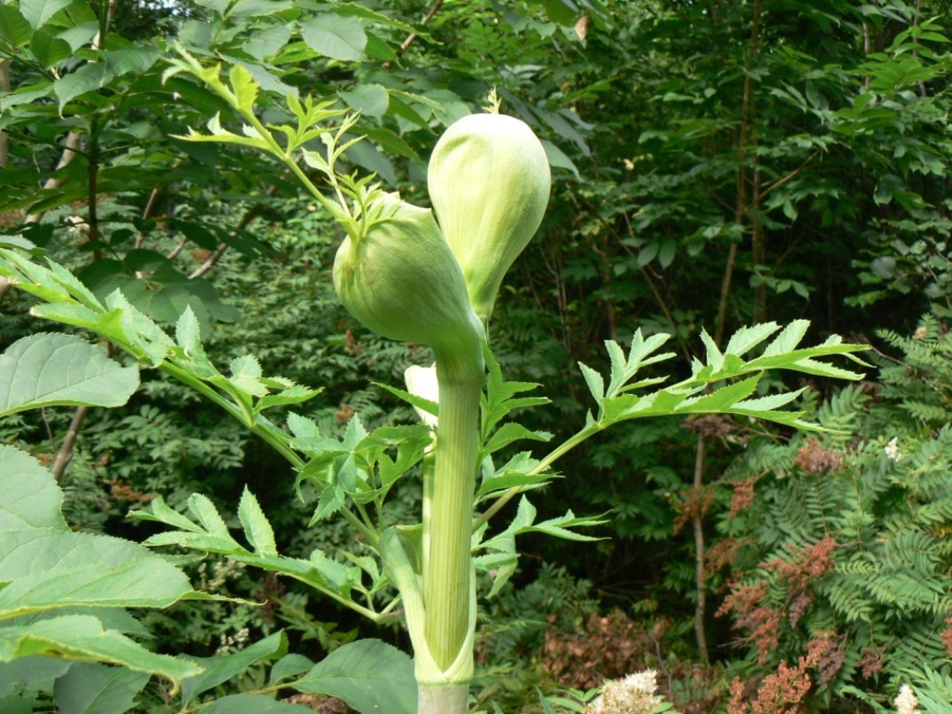 Image of Angelica dahurica specimen.