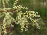 Aconogonon divaricatum