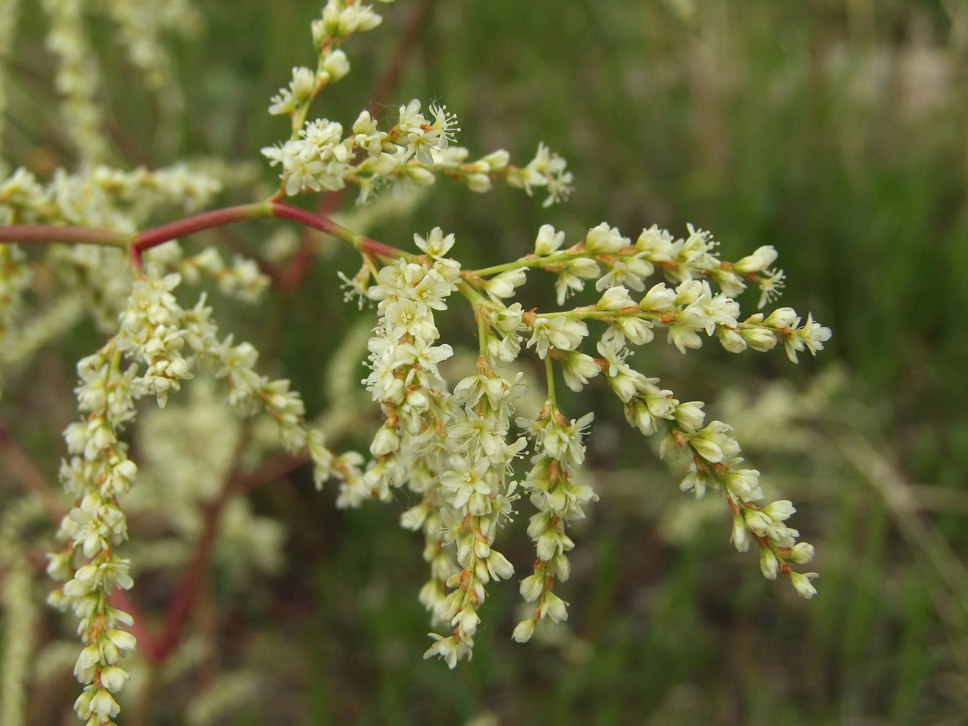 Изображение особи Aconogonon divaricatum.