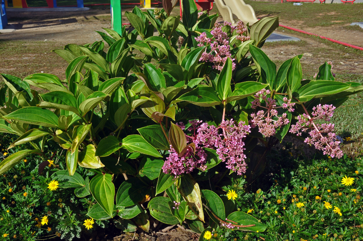 Image of Medinilla cummingii specimen.