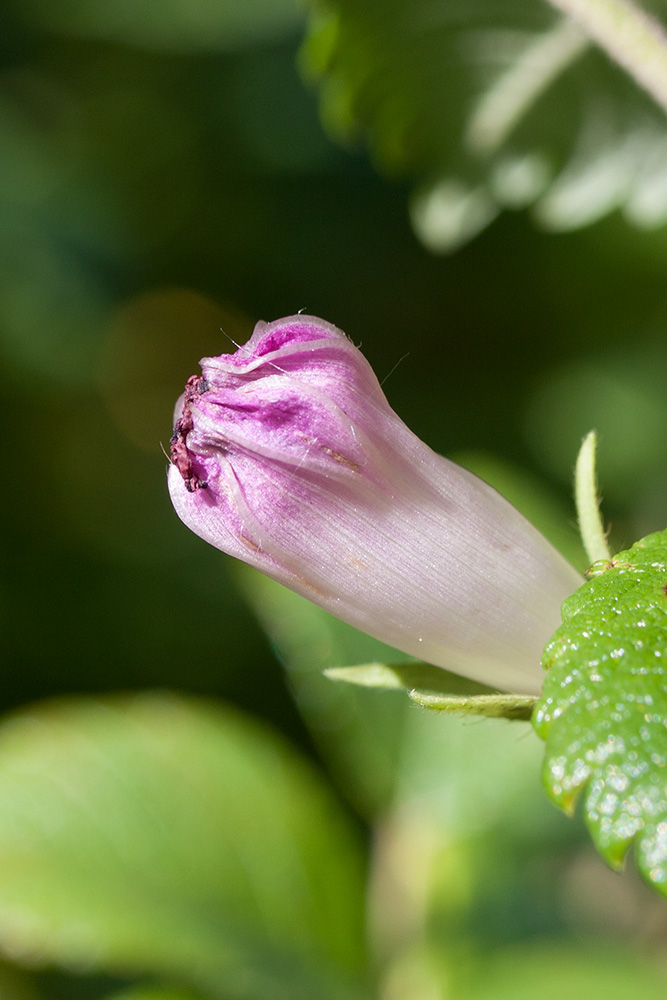 Image of Ipomoea purpurea specimen.