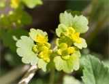 Chrysosplenium alternifolium. Соцветие. Ленинградская обл., Ломоносовский р-н, долина р. Шингарка, влажный низкий берег во время разлива. 12.05.2018.