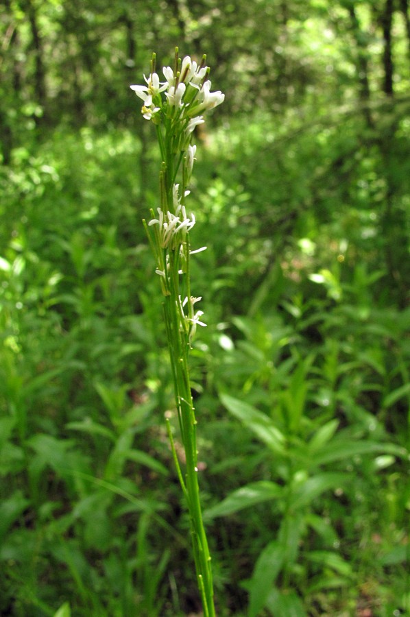 Image of Arabis sagittata specimen.