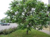 Rhus typhina. Дерево с прошлогодними соплодиями. Краснодарский край, г. Тихорецк, в озеленении. 13.05.2018.