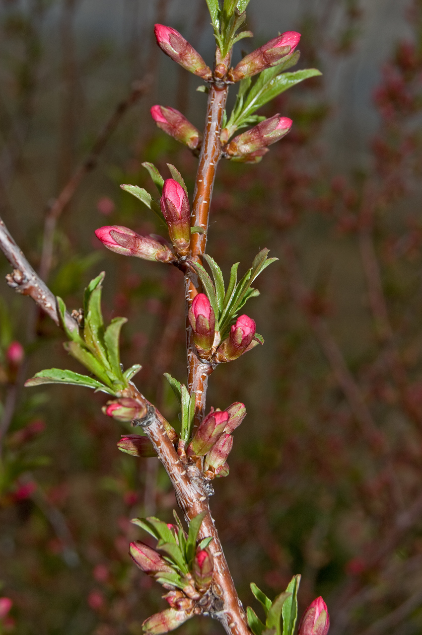 Изображение особи Amygdalus nana.