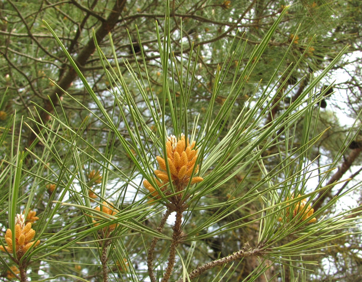 Изображение особи Pinus eldarica.