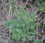 Thalictrum foetidum