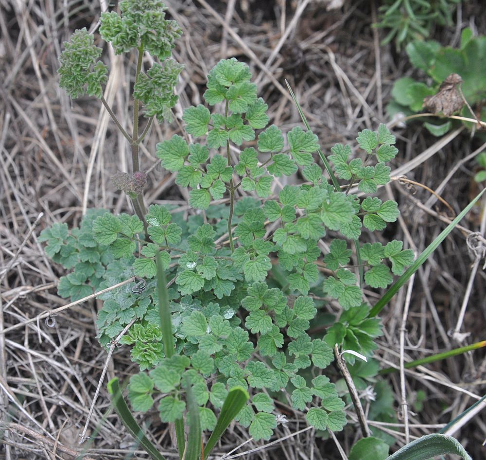 Изображение особи Thalictrum foetidum.