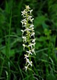 Platanthera bifolia. Соцветие. Тульская обл., Алексинский р-н, долина р. Вашана, опушка березняка. 11.06.2018.