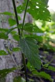 Scrophularia scopolii