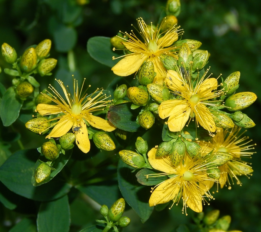 Image of Hypericum maculatum specimen.