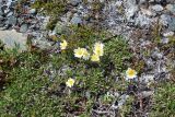 Dryas octopetala