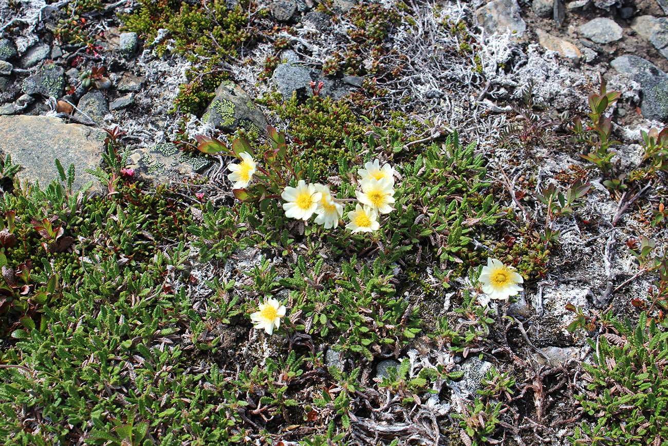 Изображение особи Dryas octopetala.