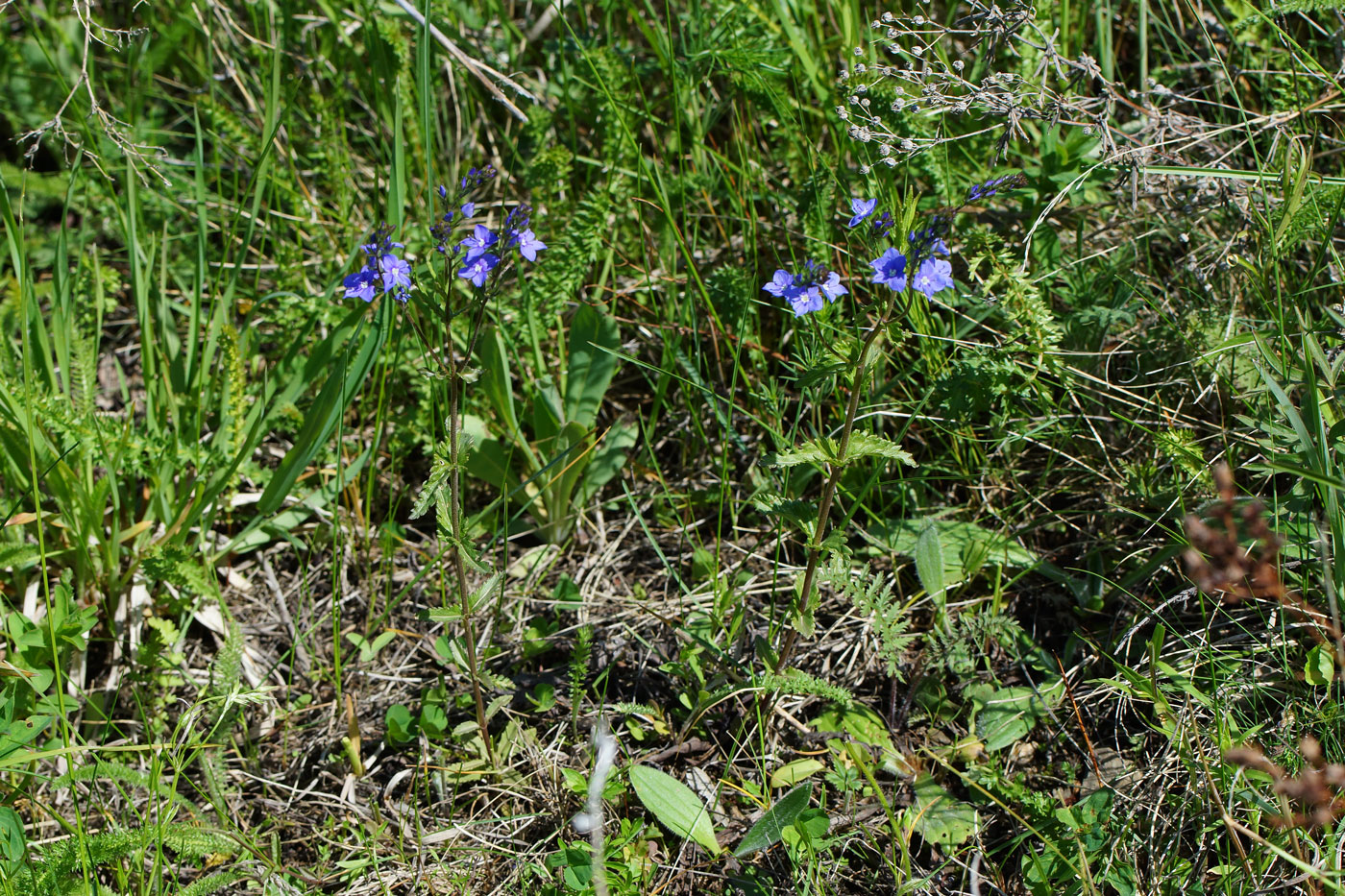 Image of Veronica krylovii specimen.