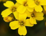 Draba sibirica