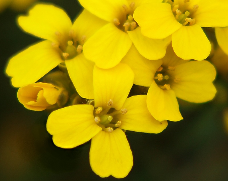 Image of Draba sibirica specimen.