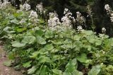 Petasites albus