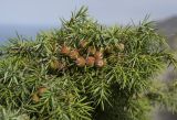 Juniperus deltoides