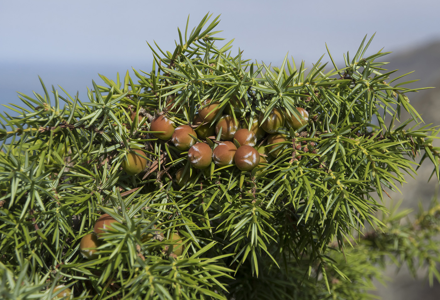 Image of Juniperus deltoides specimen.