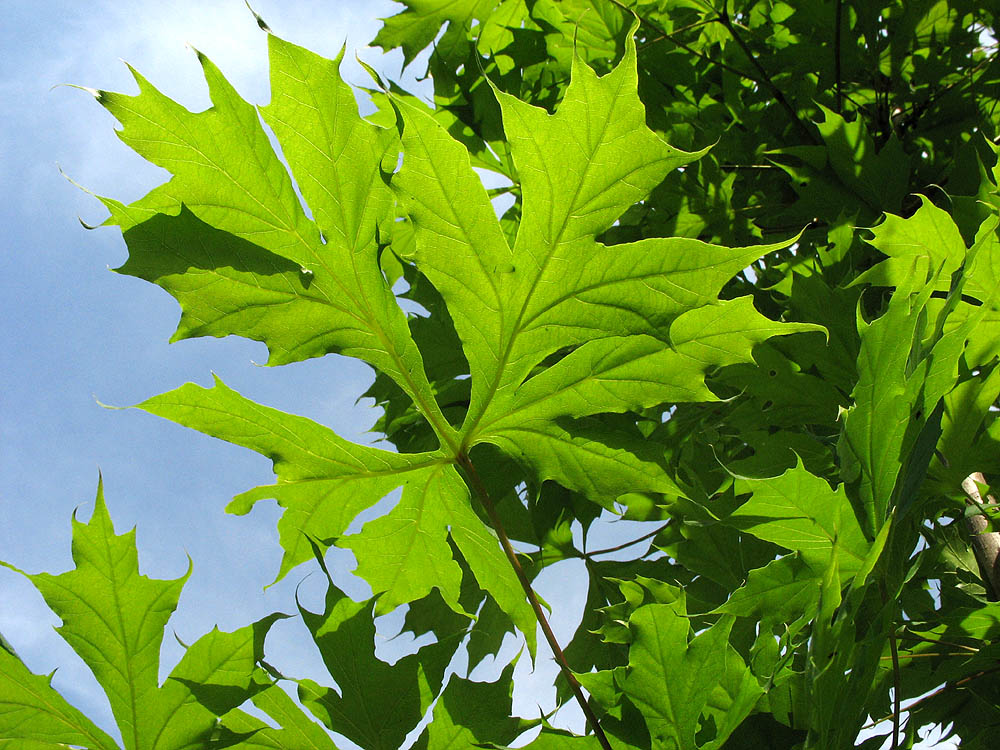 Image of Acer platanoides specimen.