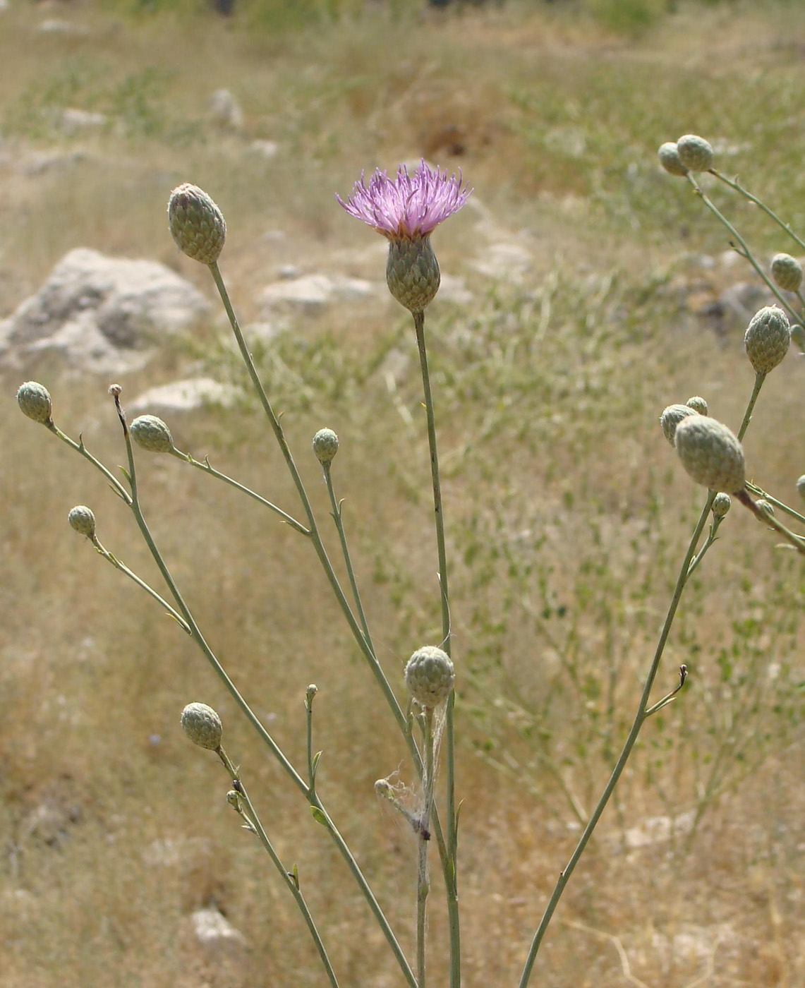 Изображение особи Klasea coriacea.