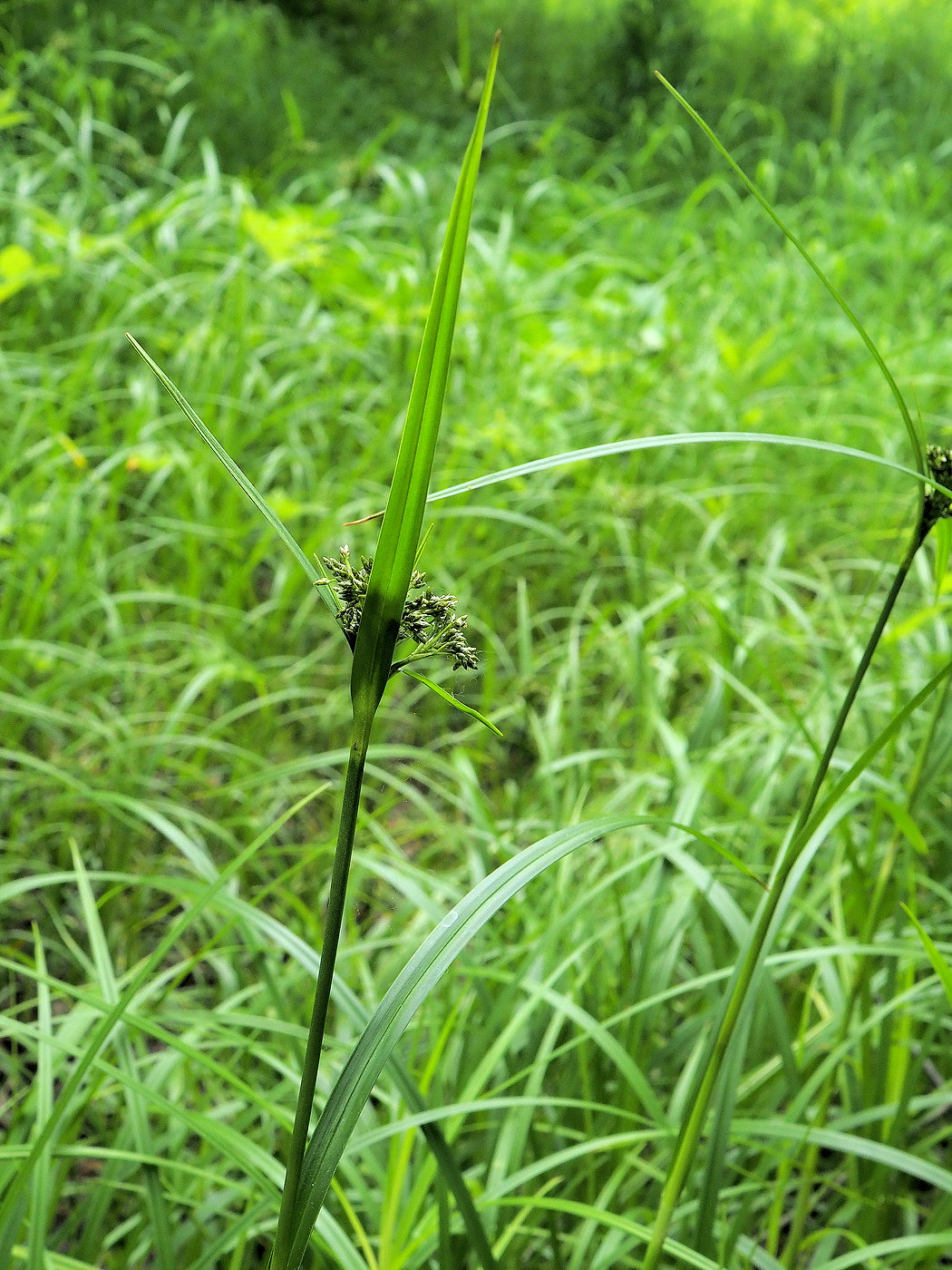 Изображение особи Scirpus orientalis.