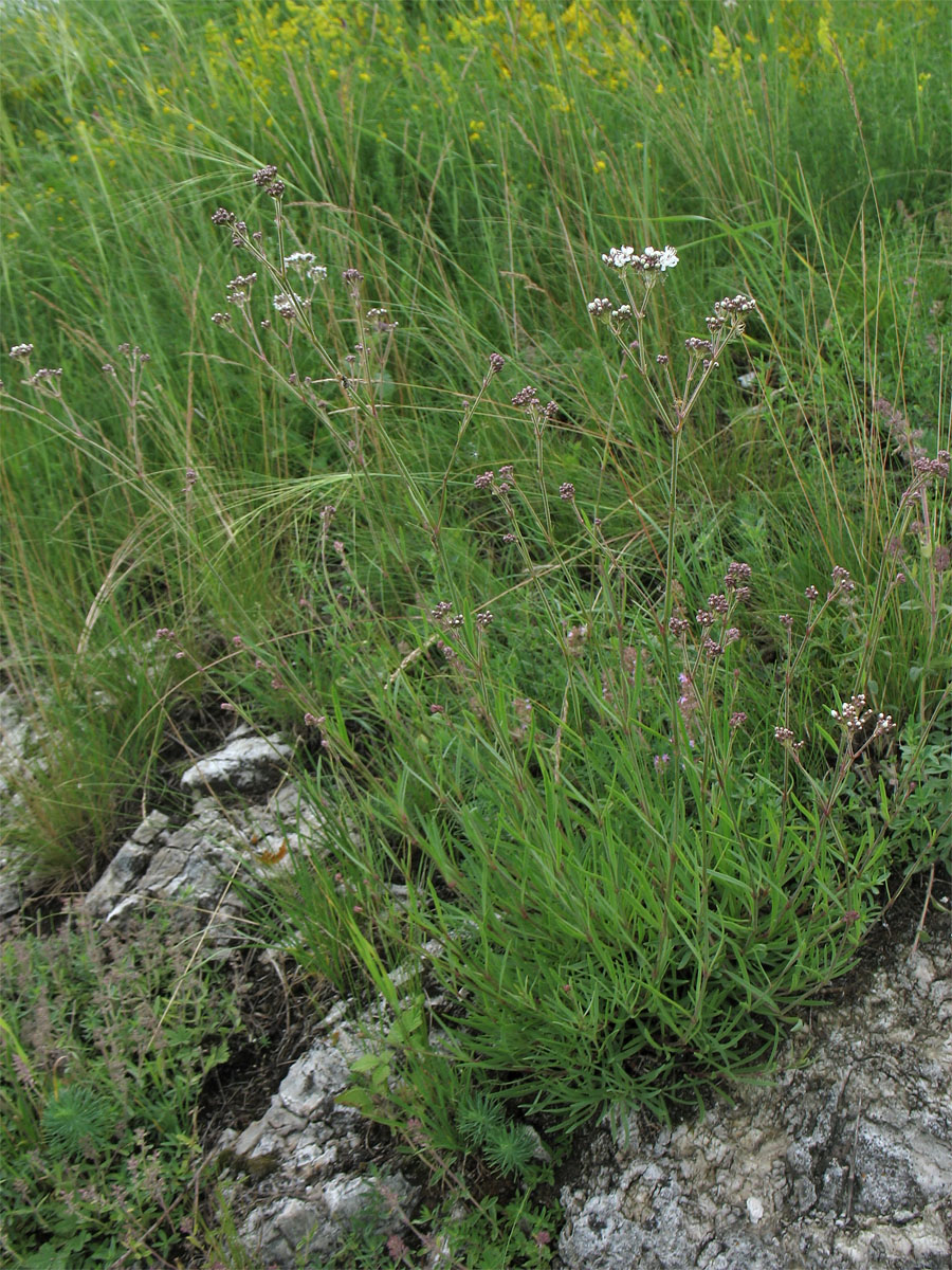 Image of Gypsophila fastigiata specimen.