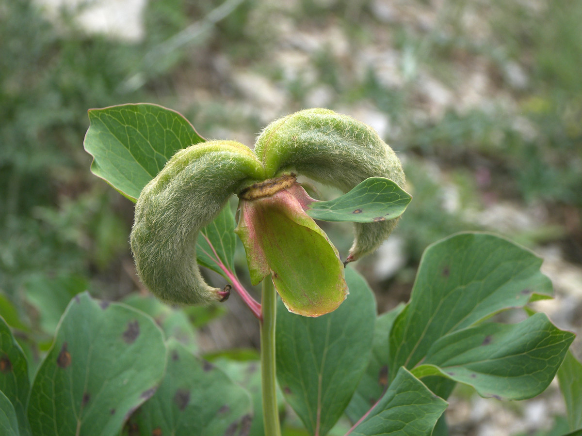 Изображение особи Paeonia daurica.