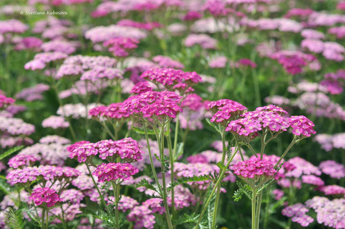 Изображение особи Achillea millefolium.