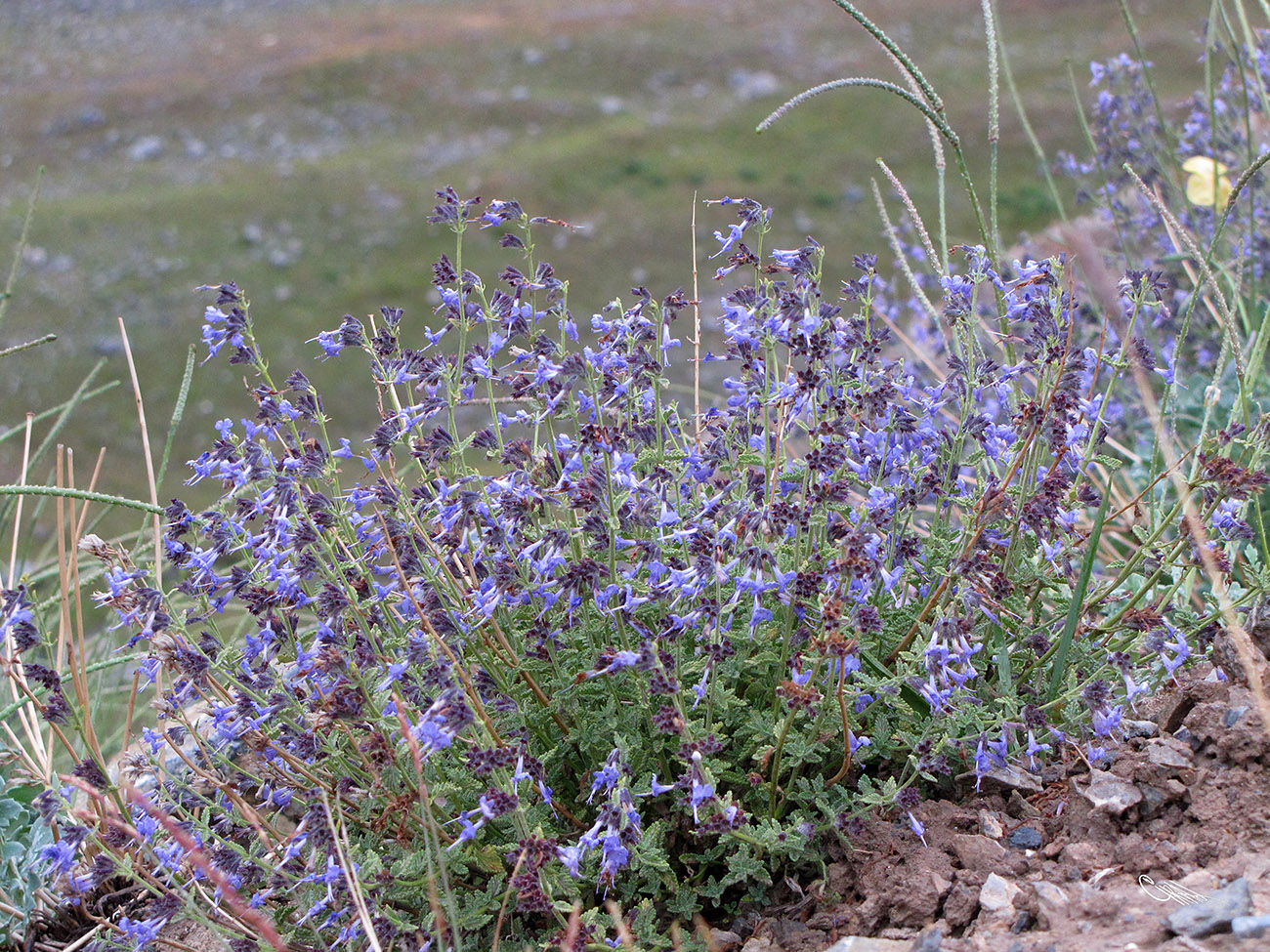 Image of Lophanthus subnivalis specimen.