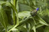 Centaurea montana. Верхушка зацветающего растения. Новосибирск, в культуре. 09.06.2010.