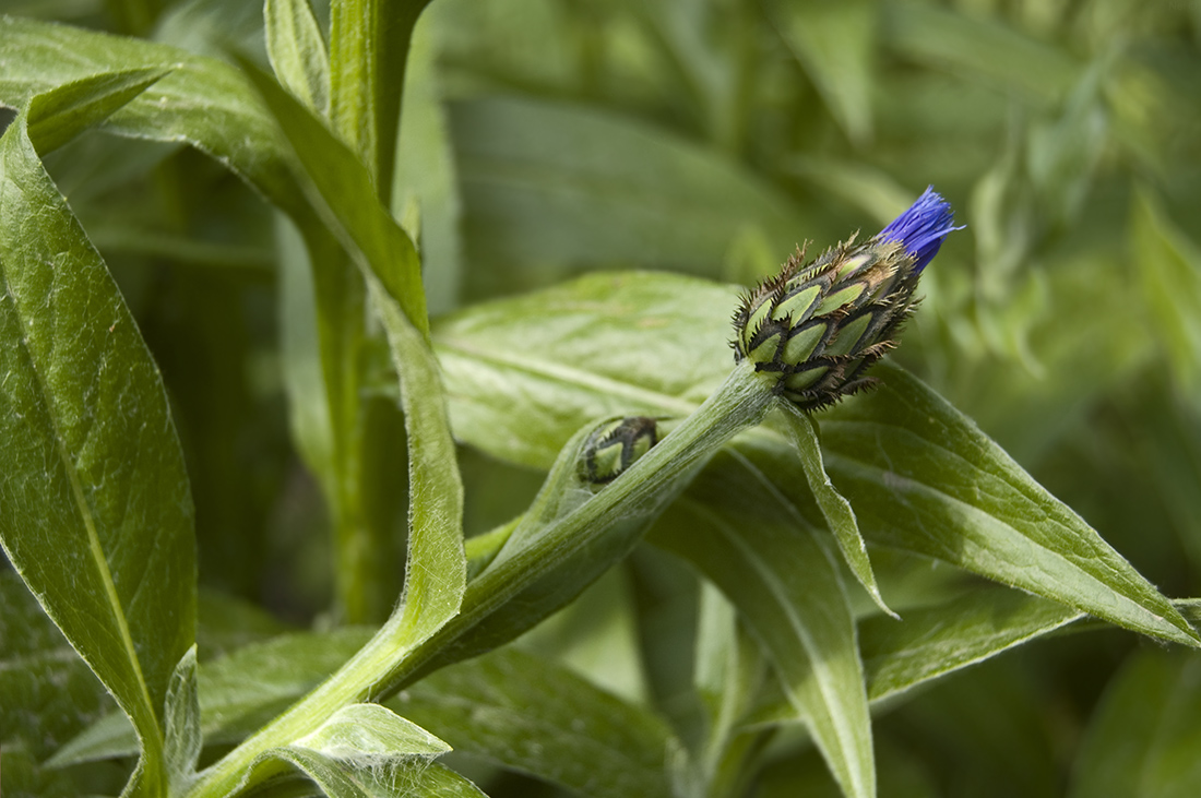 Image of Centaurea montana specimen.