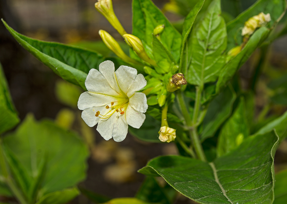 Изображение особи Mirabilis jalapa.